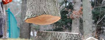 Best Emergency Tree Removal  in Annetta, TX